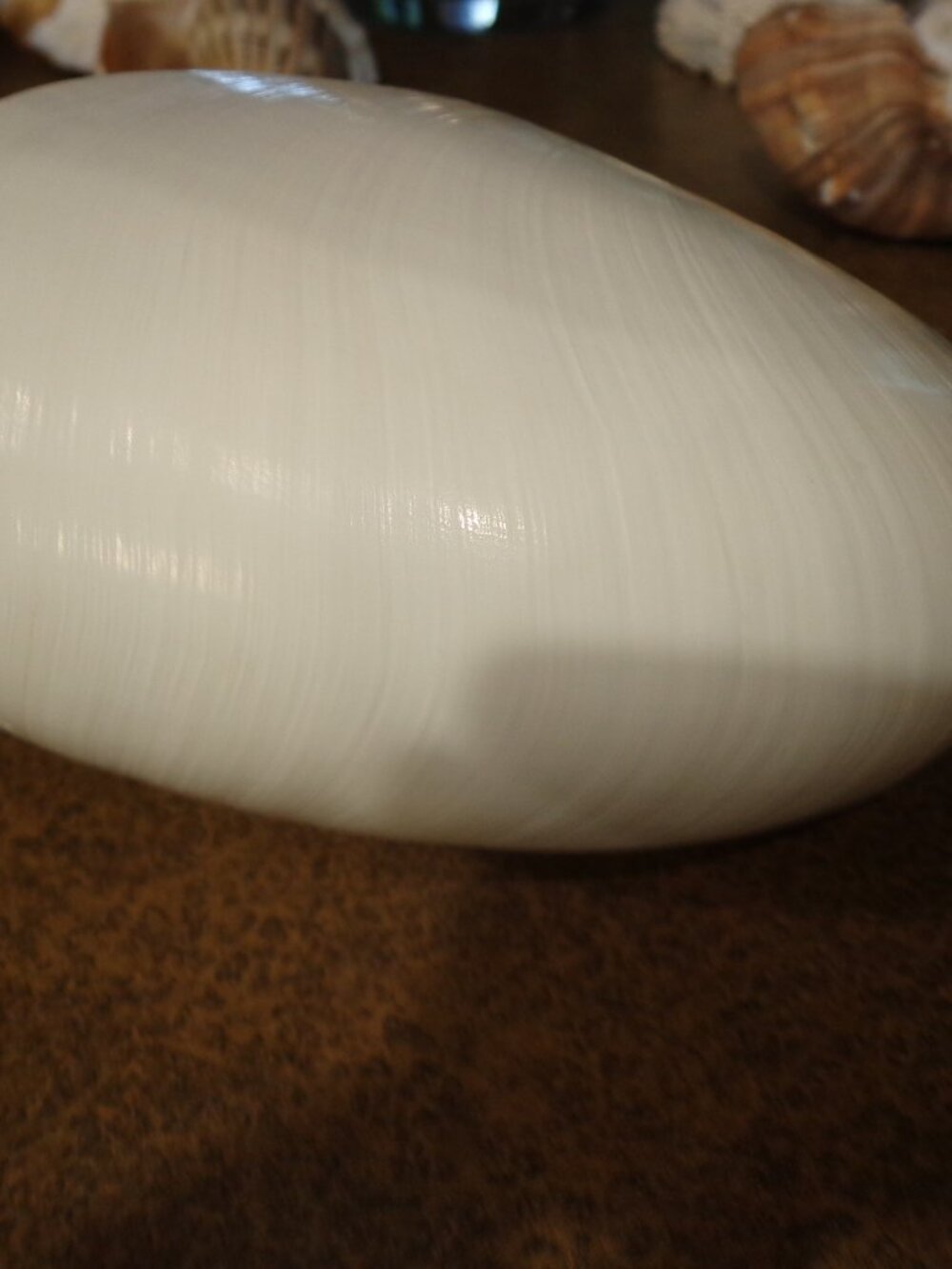Sea Shell 8" Natural Nautilus Whole Nature's Beauty - Picture 5 of 7